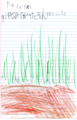 We planted grass. It grew six inches.